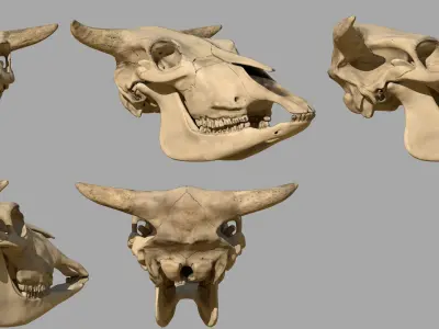 Cattle Skull 3D model