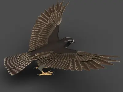 Falcon in flight 3D model