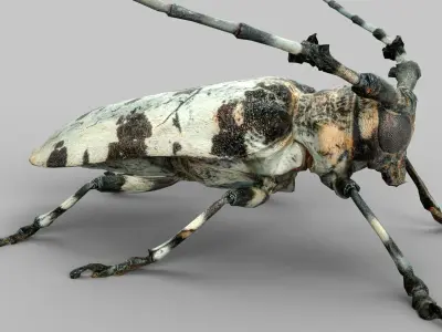 Insect Collection Vol 1 Low-poly 3D model