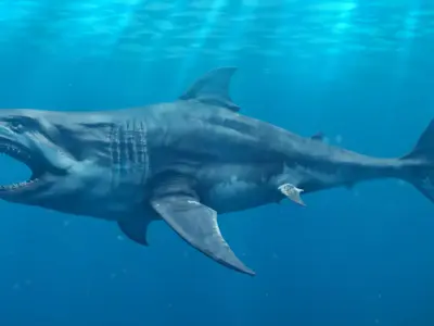 White Shark  Animated  Low-poly 3D model