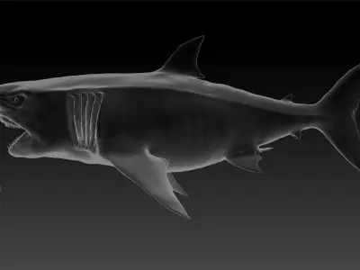 Megalodon SCULPT Project 3D model