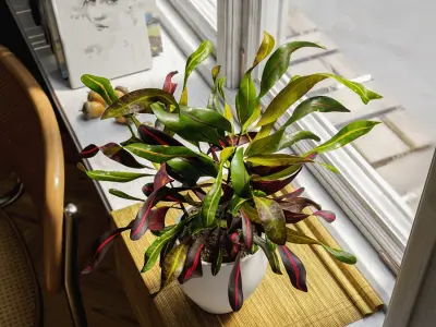  Mammy Croton Plant Potted Plant Model 