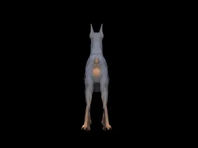 Doberman Dog Low-poly 3D model Low-poly 3D model