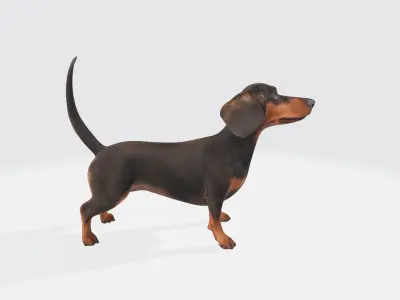Dachshund Dog 3D Model - Animated 3D model