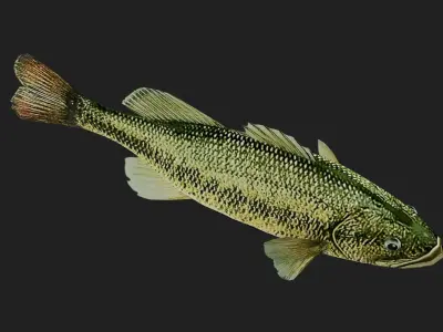 Bass fish Low-poly 3D model