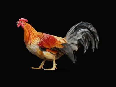 Male Chicken Rooster Low-poly 3D model