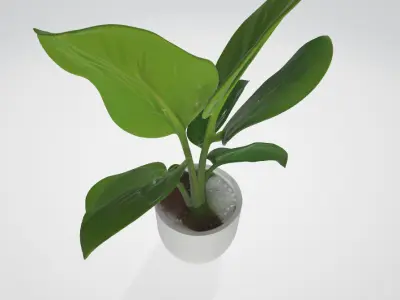 3d model of a plant 3D model