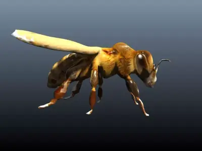 honey bee lowpoly Low-poly 3D model