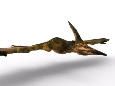 Pterodon 3D Model Free 3D model