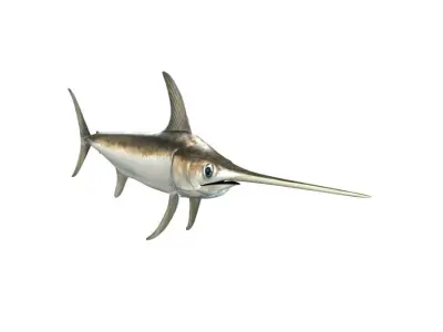 Swordfish Fish Xiphias Gladius 3D model