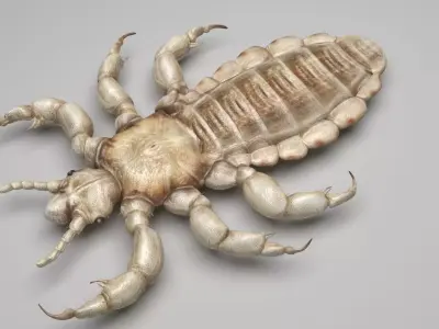Head Louse Male 3D model