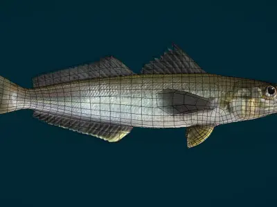 Whiting fish Animated 3D model
