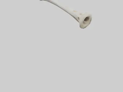 Giraffe Humerus Low-poly 3D model