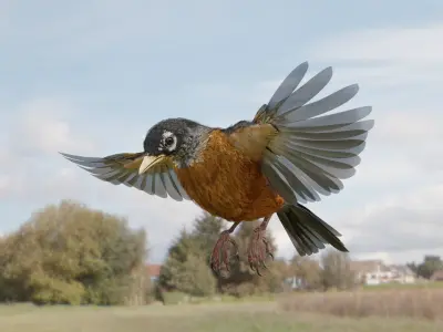 American Robin - Blender 3D model