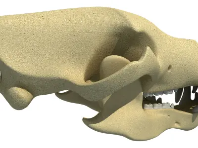 Polar Bear Skull 3D model