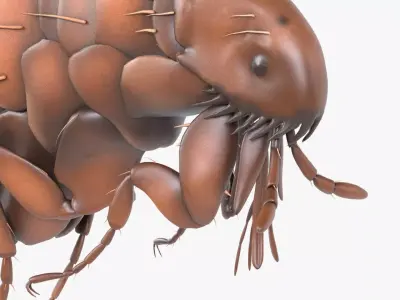 4K Textures Realistic Flea  Low-poly 3D model