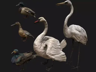 Bird Set  Swan Heron Ducks Pheasant Low-poly 3D model