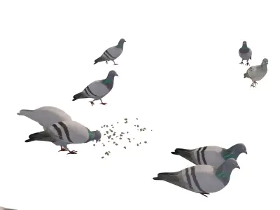 Animated White Dove  Low-poly 3D model