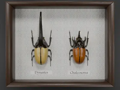 Dynastes hercules beetle and chalcosoma rhinoceros beetle 3D model