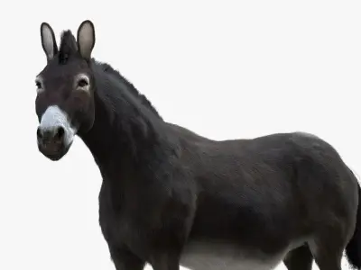 Donkey (Rigged) 3D model
