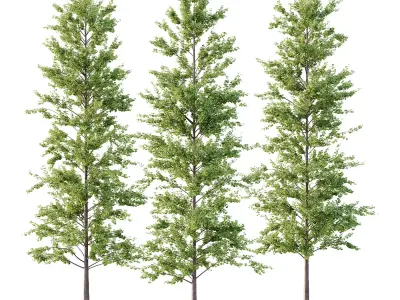 Maidenhair Ginkgo Biloba Tree 10 3D model