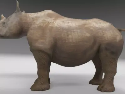 Rhino 3d model rhinoceros Low-poly 3D model