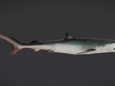 Realistic Blue Shark Animated 3D model