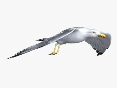 Seagull ANIMATED 3D model