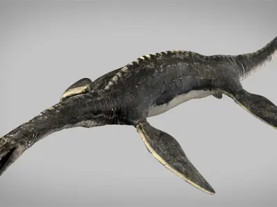 Plesiosaurus 3D Rigged model Low-poly 3D model