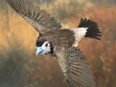 Double-Barred Finch - rigged - animated 3D model