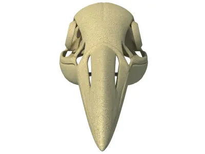 Detailed Penguin Skull 3D model