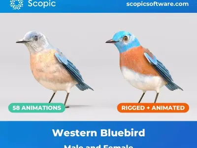 3D Bird Pack Western Bluebird Male and Female Low-poly 3D model