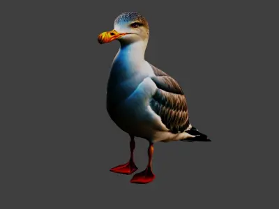 Seagull Animal Low-poly 3D model