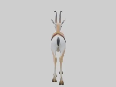 Thomsons gazelle Low-poly 3D model