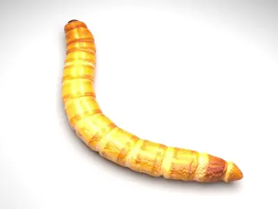 Mealworm 3D model