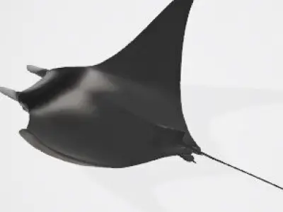 High-Quality Mobula Rays 3D Model Low-poly 3D model