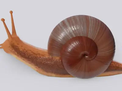 Low Poly Snail 3D Model Low-poly 3D model