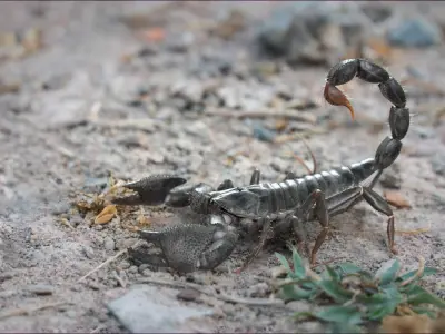 Black Emperor Scorpion Rigged Xgen 3D model