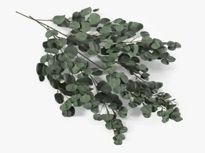 Silver Eucalyptus Stems 3D model