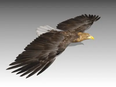 White-tailed Eagle Low-poly 3D model