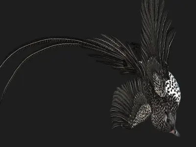 PheasantBird B7 3D model