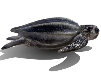 Leatherback sea turtle  Low-poly 3D model