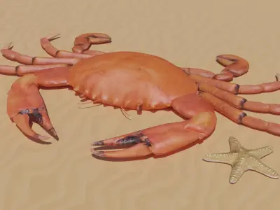 Sea Creatures Low-poly 3D model