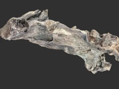 3d scan of the tree trunk 3D model