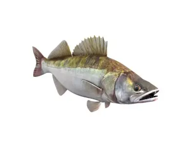 Zander Fish Sander Lucioperca 3D model