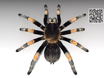Tarantula Animated Low-poly 3D model