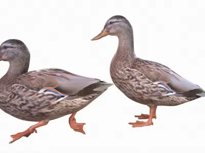 Mallard Duck Female 3D model