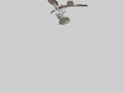 Osprey catching fish model 3D model