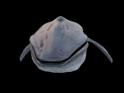 Blue whale 3D model