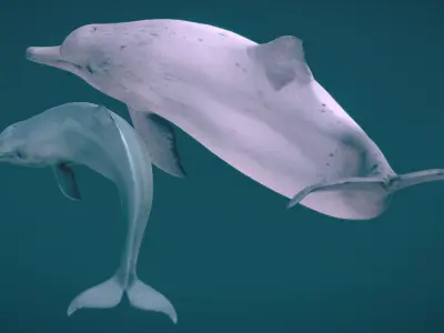 Indo-Pacific Humpback Dolphin 3D model